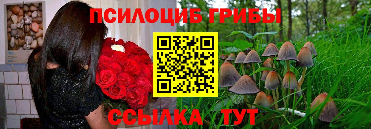 Галлюциногенные грибы Cubensis Сургут